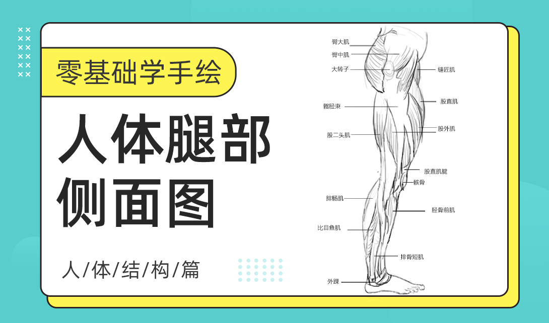 零基础学手绘人体腿部侧面图